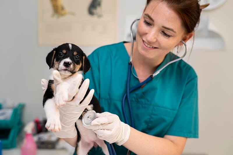 Prépa vétérinaire terminale, accédez aux études vétérinaires en réussissant le concours des écoles vétérinaires